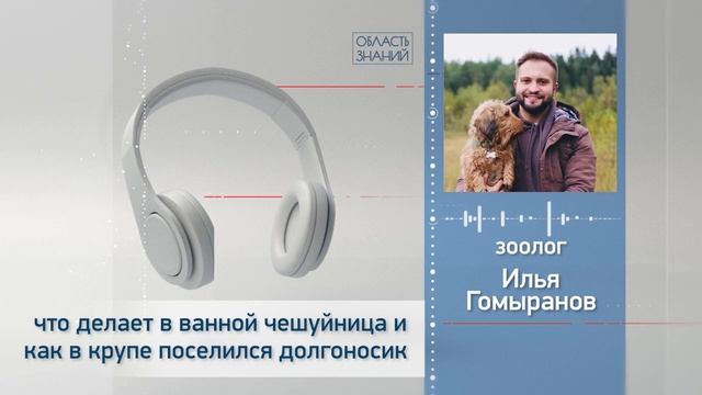 Что делает в ванной чешуйница и как в крупе поселился долгоносик. Лекции зоолога Ильи Гомыранова