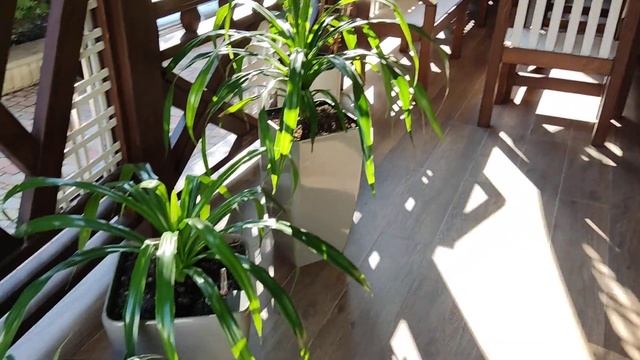 Терраса категории Люкс Josefina /Жозефина/ Несколько месяцев после сдачи в эксплуатацию.