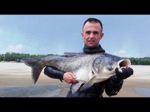 Море толстолобиков на Волге.