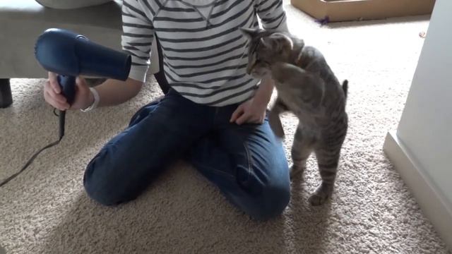 Слепой кот против фена.mp4 смотреть онлайн