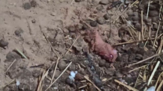 Хряк переезжает в другое хозяйство! Находка в кроличьей яме-ужас или радость? Кто таскает продукты смотреть онлайн