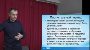 У собаки судороги или приступы что делать