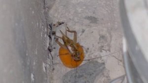 сверчок домовой поселился дома кормления Марковкой