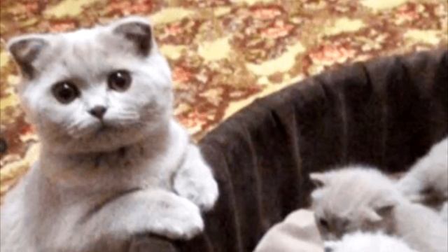 Женщина принесла кошку с улицы домой, а та оказалась с сюрпризом смотреть онлайн