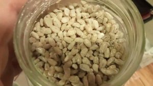 Мицелий вешенки.  Результат первого эксперимента и здесь же второй эксперимент на перловой крупе.