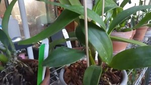 Dendrobium spectabile