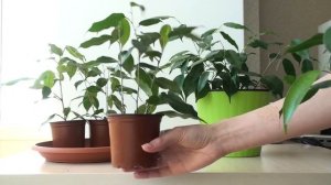 Фикус Бенджамина Даниэль. Размножение