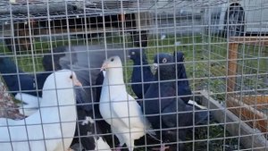 Голуби  Птичий рынок Беслан