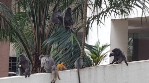 Обезьяны в центре Куала-Лумпур