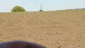 Всходы кукурузы, ячмень кидает колос.