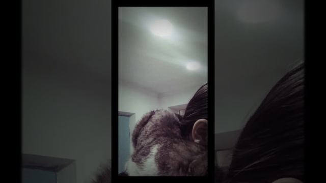 Знаете как отличить кота от кошки? По мордочке, у кота она более широкая смотреть онлайн