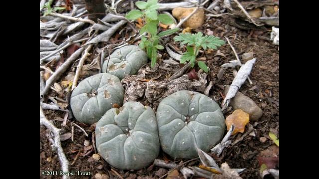 Кактусы Лофофора ( Lophophora) . Уход за кактусом.