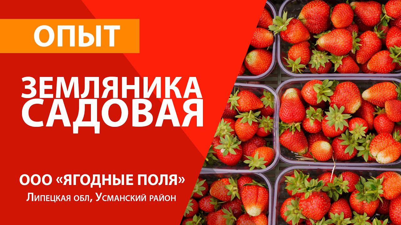Опыт использования препаратов PolyDon на землянике садовой / ООО 