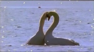 футаж Лебеди на воде с блёсками