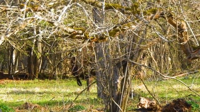 Кордон Умпырь встретили зубров | Олени на поляне | Обход территории заповедника смотреть онлайн