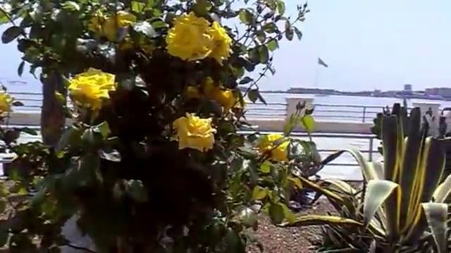 Кактусы на бульваре в Баку, май 2015 г смотреть онлайн