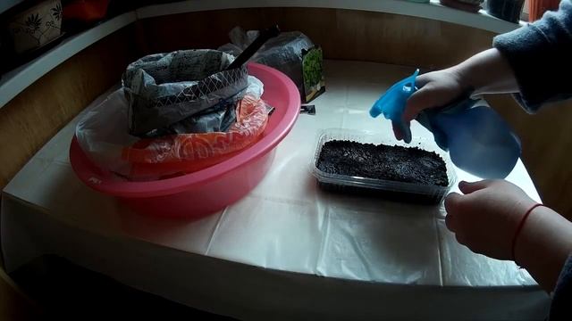 ПОСЕВ МЯТЫ ПЕРЕЧНОЙ - ЭКСПЕРИМЕНТ смотреть онлайн