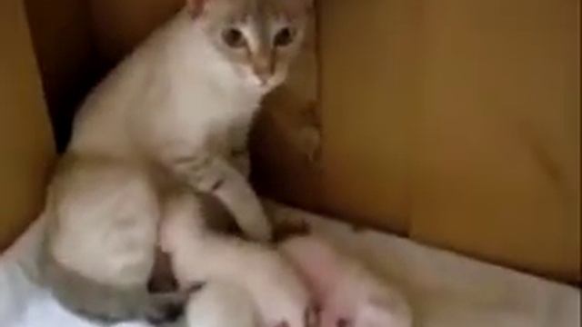 Животные говорят по человеческому смотреть онлайн