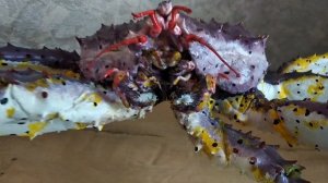 Чучело Камчатского Краба - Таксидермия | Авторская таксидермия