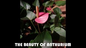 Anthurium flowers bankock