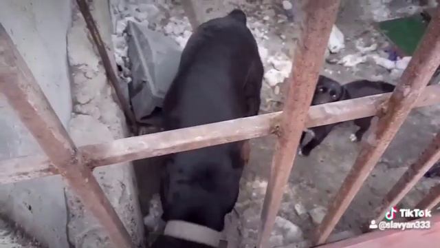 Злые собаки смотреть онлайн