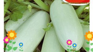 Кабачок Грибовские 37. Краткий обзор, описание характеристик, где купить семена cucurbita pepo