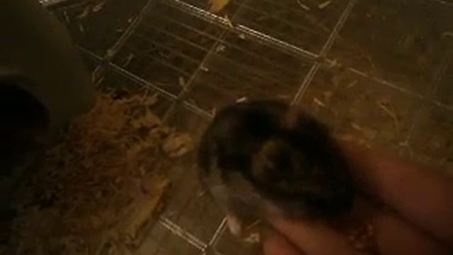 джунгарский хомяк соня смотреть онлайн