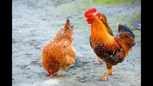 ПОТЕШКА ПЕТУШОК золотой гребешок и КУРОЧКА рябушечка              (по 2 раза)