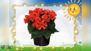 Комнатные растения