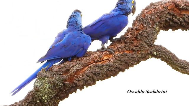 ARARA-AZUL acasalamento (ANODORHYNCHUS HYACINTHINUS) HYACINTH MACAW, ARARA-AZUL-DO-PANTANAL. смотреть онлайн