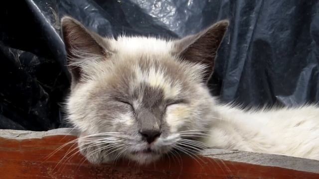 Признаки того, что кошка вас любит