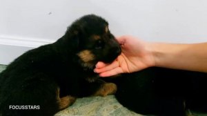 НЕМЦАМ 2 НЕДЕЛИ l БРОНЬ l НЕМЕЦКАЯ ОВЧАРКА СПб l GERMAN SHEPHERD PUPPIES