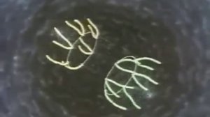 Строение  функции Жизнь клетки (1((2-3))  живая клетка 6