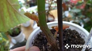 Комнатные растения. Зимний обзор комнатных цветов .