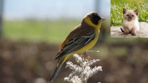 Черноголовая овсянка - Emberiza melanocephala.mp4