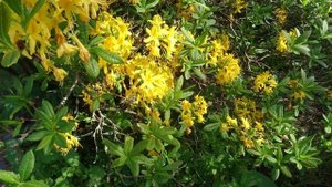 Рододендрон жёлтый (Rhododendron luteum) ботанический сад Орхус, Дания