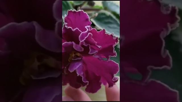 ФИАЛКА ЛЕ- ОКСАНА НАВЕРНО ЭТО МОЙ РАЙ смотреть онлайн