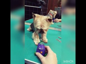 Зоопарикмахерская