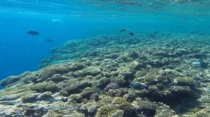 Gopro Hero Snorkeling at Sharm nabq bay Sea Life Resort