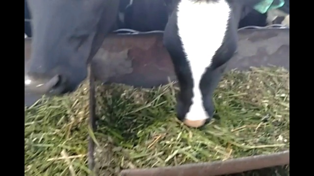 Телята на разведение ЧЕРНО ПЕСТРАЯ порода. Оптовая продажа +79063333941 смотреть онлайн