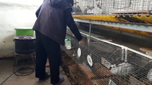 Кролиководство от А до Я Часть 1