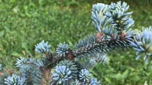 Наконец то! Продолжение хвойной группы в саду Надежды случилось!