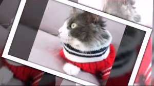 Меджик Петс пошли в кино. Секретные подарки от Снежнлй Королевы!???⛄(фан Ани Меджик)