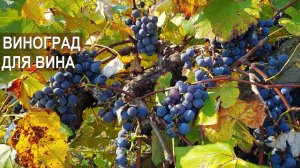 Выращивание винограда для виноделия. Винодел Григорий Proaspat. Молдова