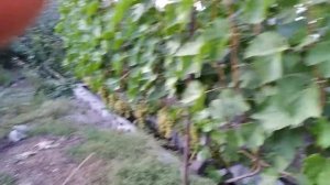 Виноград "Тукай" в Сибири, Алтайский край на 06.09.21г. 17-20 брикс.