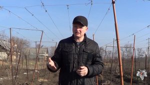 Выпревание почек винограда. Мифы и реальность