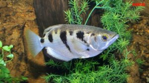 Рыба Брызгун в аквариуме. Содержание и совместимость
