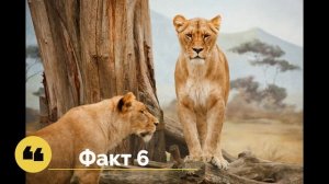 ТОП-10 УДИВИТЕЛЬНЫХ ФАКТОВ О ЛЬВАХ.