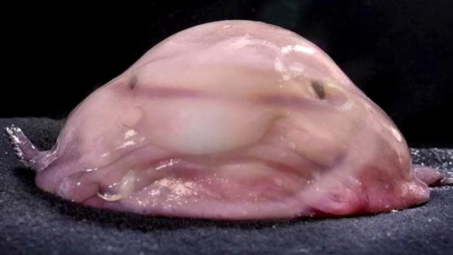 Стёпа Поттер и не только смотреть онлайн