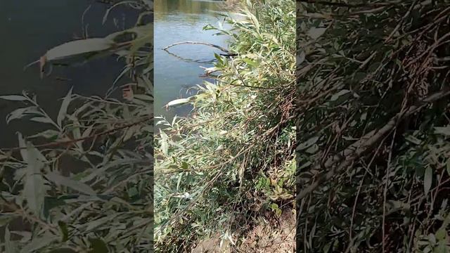 15 января 2024 г. смотреть онлайн